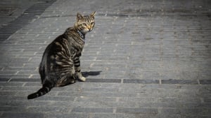 La Peur Des Autres Chats Comment Gérer Sa Peur