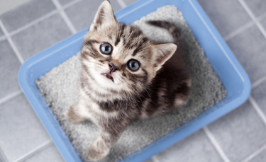 Illustration : "Pourquoi mon chat n'est pas propre ?"