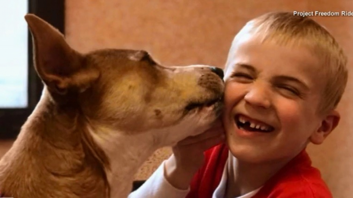 Illustration : "Un enfant de 7 ans honoré par une association américaine pour avoir sauvé plus de 1300 chiens"