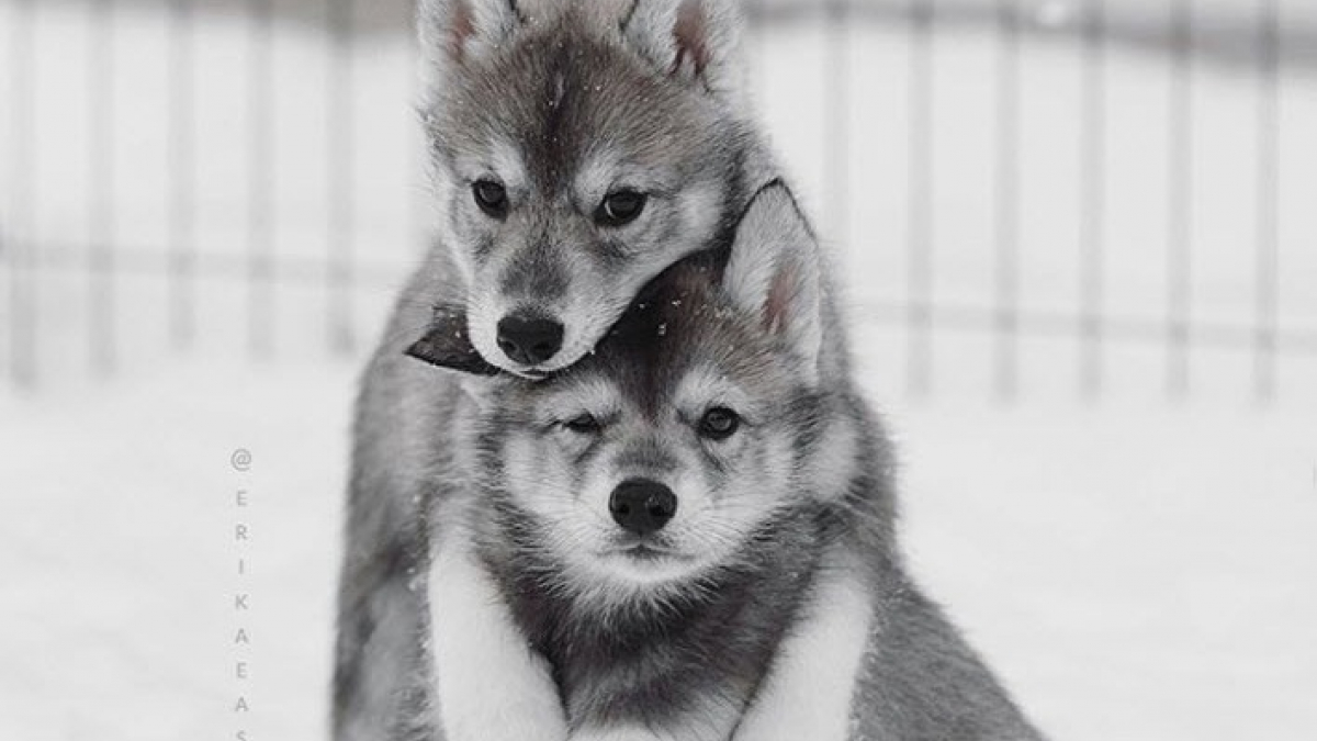 Illustration : "Le Husky Sibérien est à l'honneur avec les magnifiques photos de cette artiste russe"