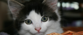Illustration : "Choisir un panier pour son chat"