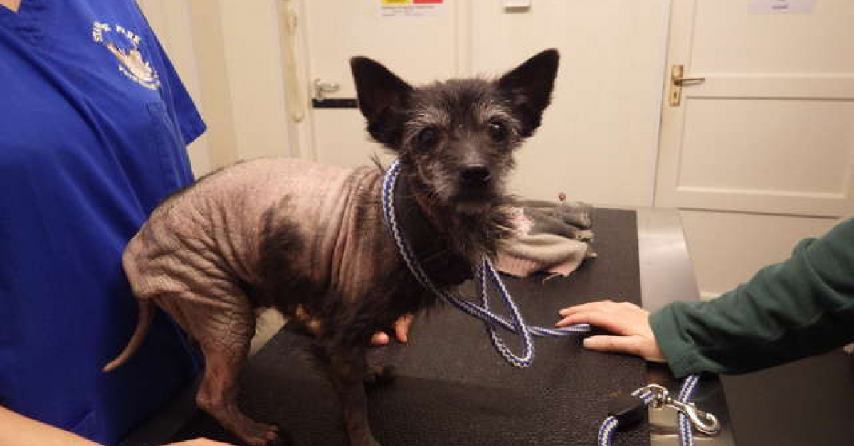 Un chien sans fourrure en fuite retrouvé dans un jardin le