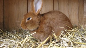 Illustration : "Une psychose amplifiée et une enquête qui patine concernant le serial-killer de lapins"