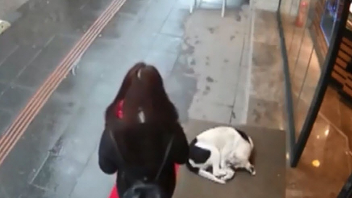 Illustration : "Le geste simple, mais si noble d'une passante envers un chien errant transi de froid (vidéo)"
