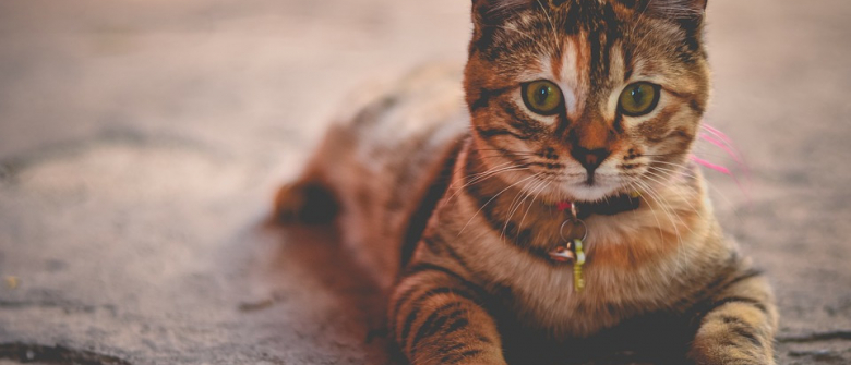Illustration : "Les vaccins nécessaires pour voyager avec son chat"