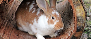 Illustration : "Couper les griffes de son lapin"
