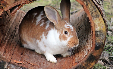 Illustration : "Couper les griffes de son lapin"