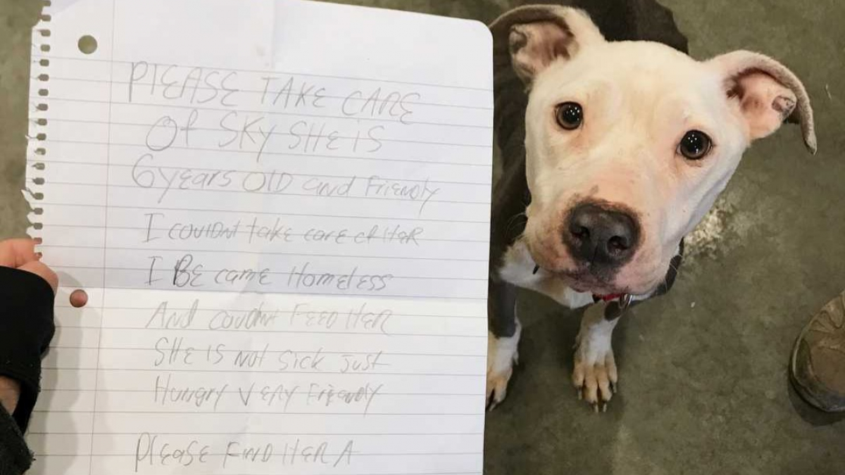 Illustration : "Devenu sans abri, il n'a pas d'autre solution que d'abandonner sa chienne à un refuge avec une note attachée"