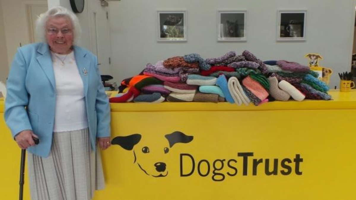 Illustration : "À 89 ans cette femme a tricoté près de 450 couvertures pour les chiens errants"