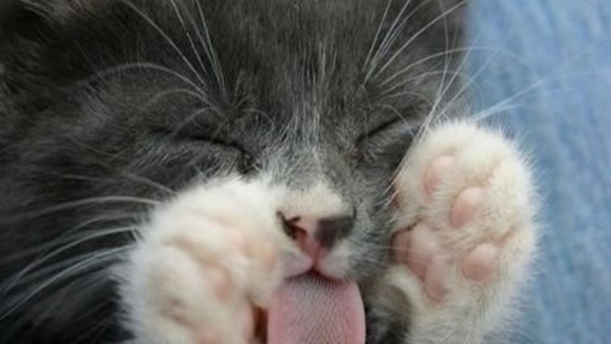 Illustration : "Ces 20 photos de chats endormis sont le remède ultime contre la tristesse "
