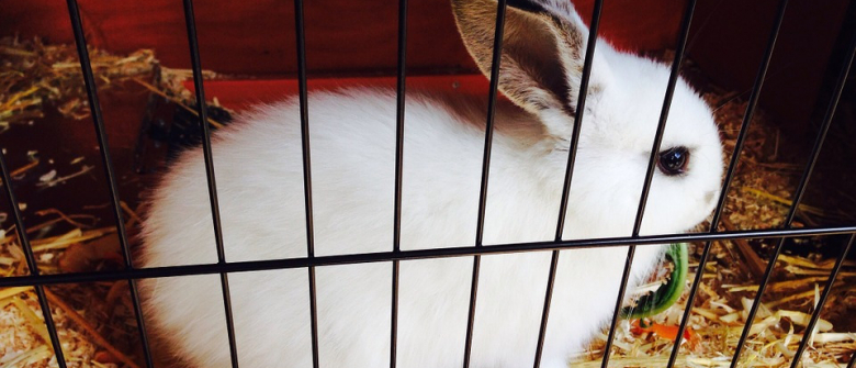 Illustration : "Pourquoi mon lapin ronge-t-il les barreaux de sa cage ?"
