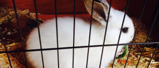 Illustration : "Pourquoi mon lapin ronge-t-il les barreaux de sa cage ?"