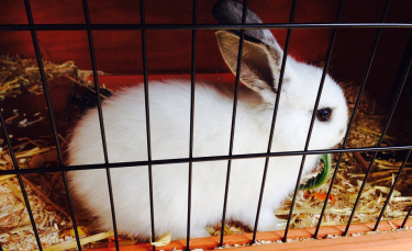 Illustration : "Pourquoi mon lapin ronge-t-il les barreaux de sa cage ?"