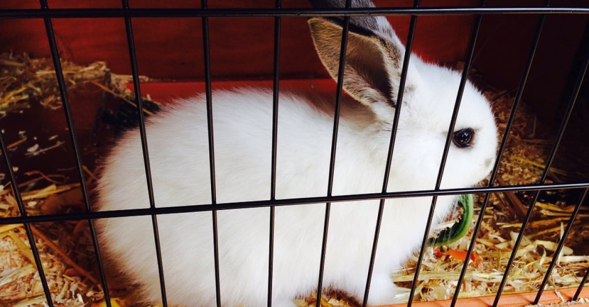 Votre lapin ronge les barreaux de sa cage les raisons et les solutions