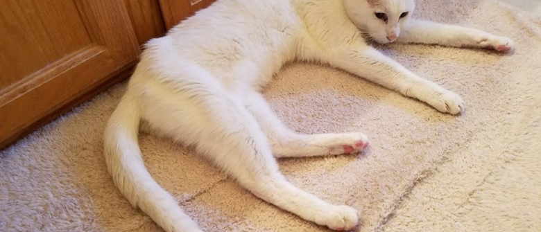 Abandonne A Ans Ce Chat Sourd A Connu Une Fin De Vie Heureuse Grace A La Femme Qui L A Adopte Abandonne A Ans Ce Chat Sourd A Connu Une Fin De Vie Heureuse Grace A La Femme Qui L A Adopte