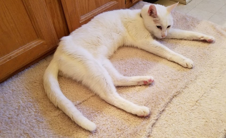 Abandonne A Ans Ce Chat Sourd A Connu Une Fin De Vie Heureuse Grace A La Femme Qui L A Adopte