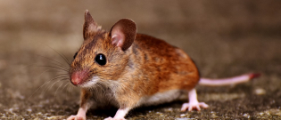 Illustration : "Comment caresser et manipuler une souris ?"