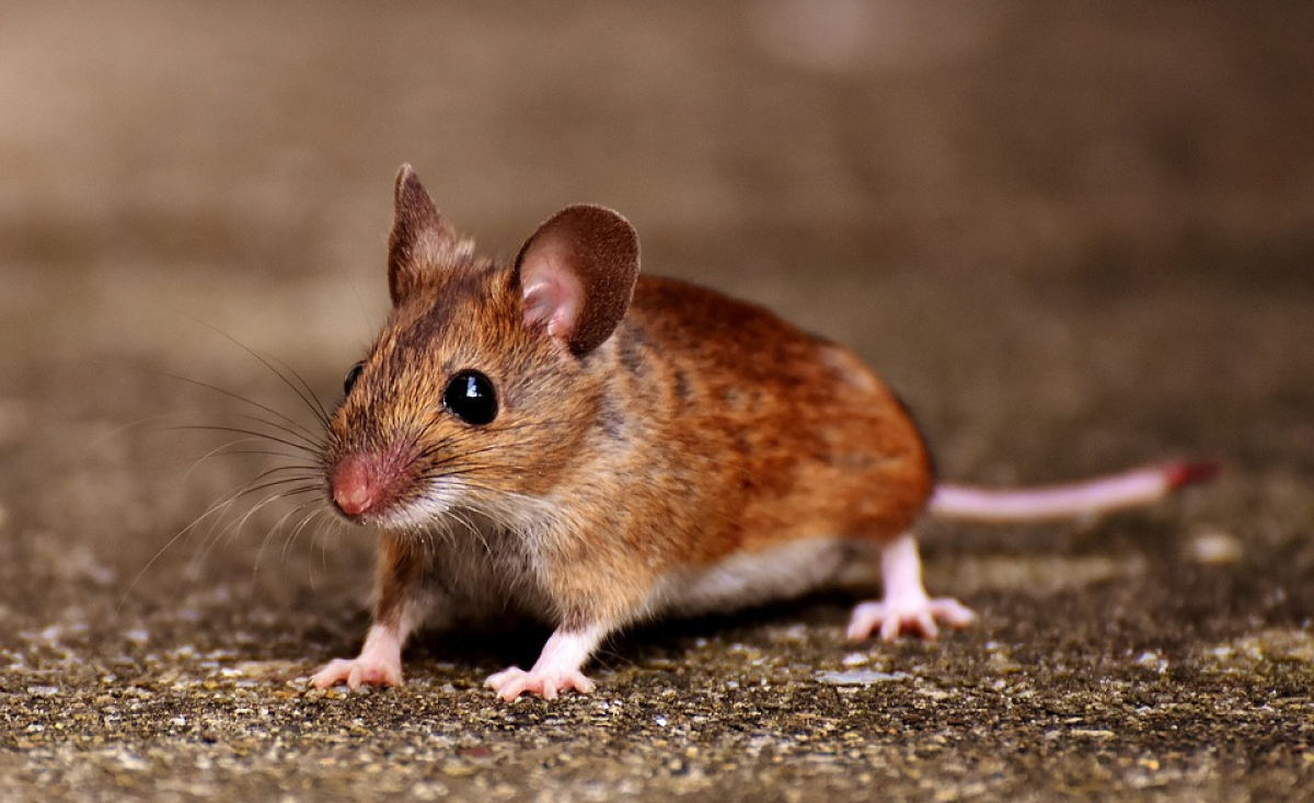 Illustration : "Comment caresser et manipuler une souris ?"
