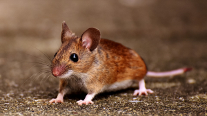 Illustration : Comment caresser et manipuler une souris ?