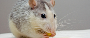 Illustration : "Les friandises pour rat "