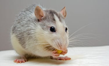 Illustration : "Les friandises pour rat "
