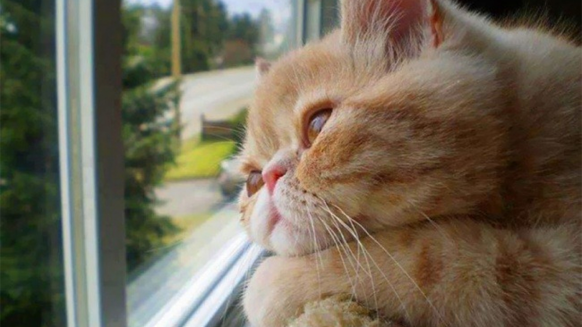Illustration : "16 photos émouvantes de chats qui attendent le retour de leurs propriétaires"