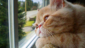 Illustration : 16 photos émouvantes de chats qui attendent le retour de leurs propriétaires