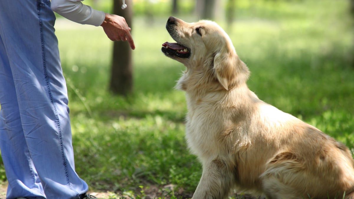 Illustration : "Qu'est-ce qu'un éducateur canin et comment le devenir ?"