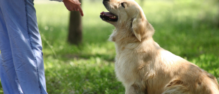 Illustration : "Qu'est-ce qu'un éducateur canin et comment le devenir ?"