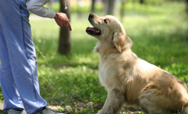 Illustration : "Qu'est-ce qu'un éducateur canin et comment le devenir ?"