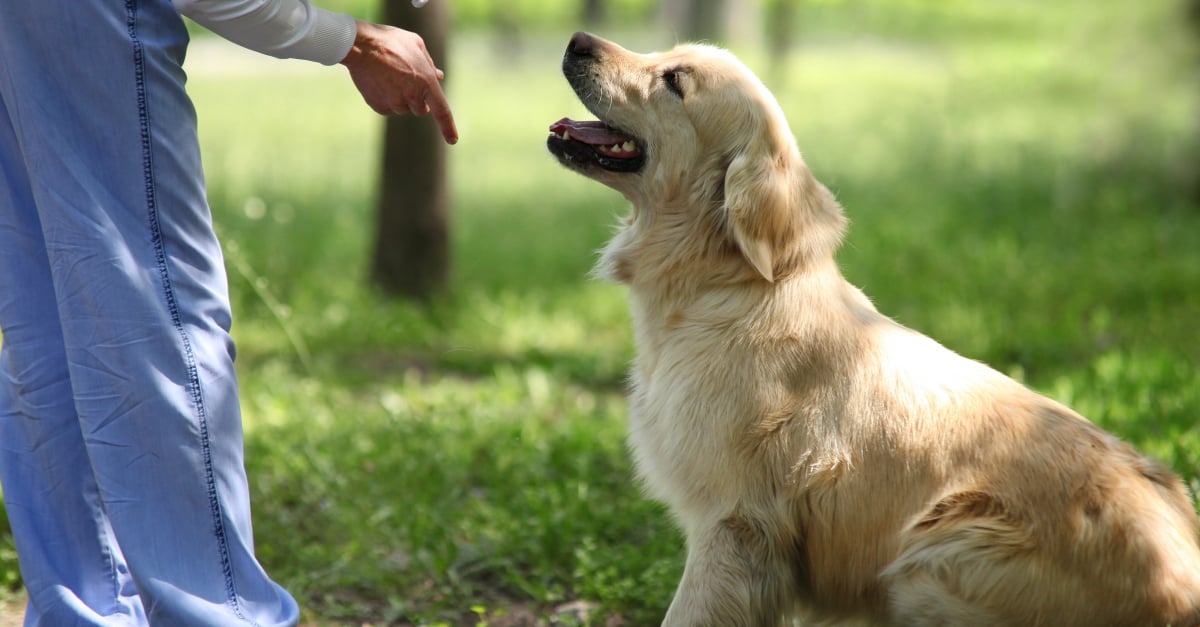 Comment devenir éducateur canin ? : formation, diplômes, débouchés, salaire