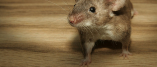 Illustration : "Les morsures de souris"