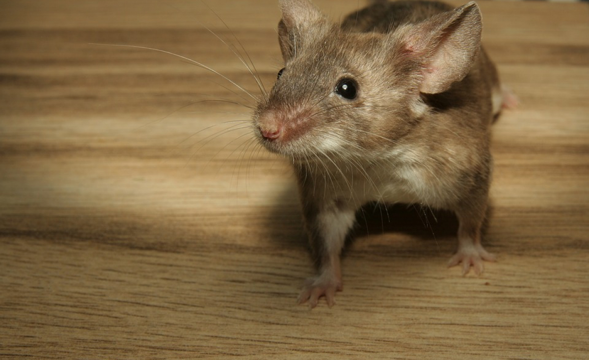 Illustration : "Les morsures de souris"