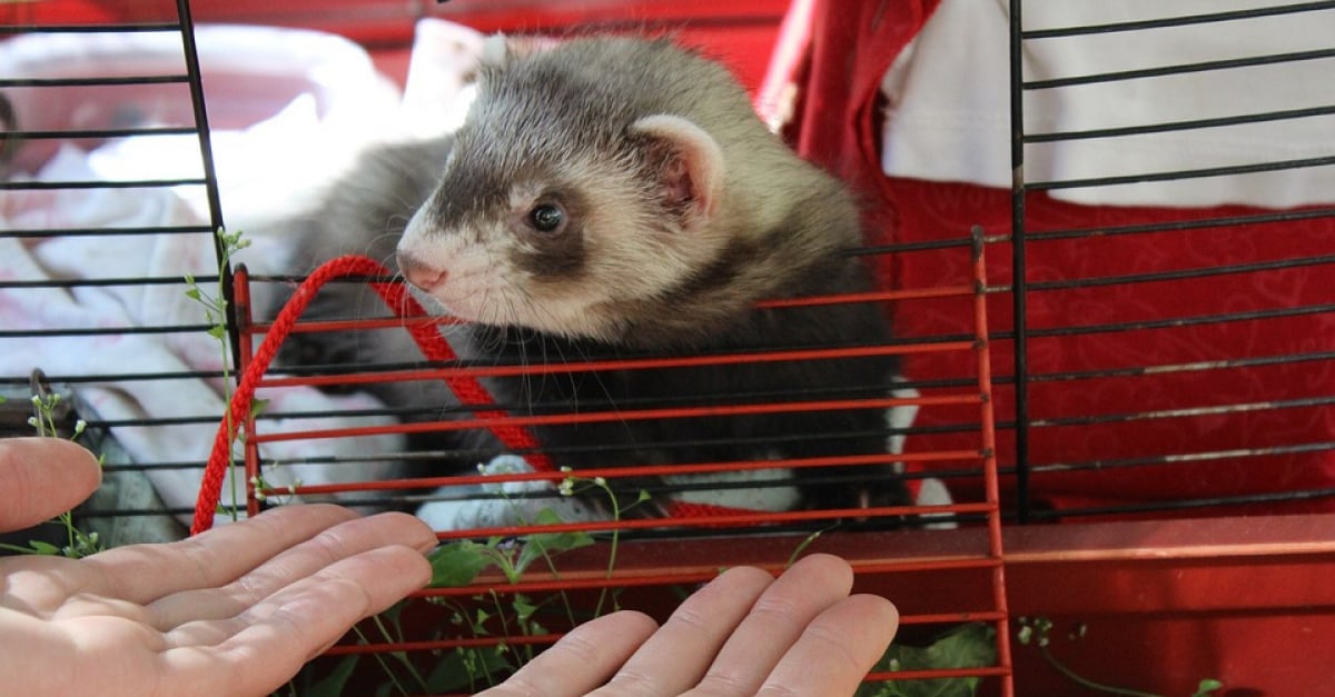 La Morsure De Votre Furet Les Causes Et Comment Les Eviter