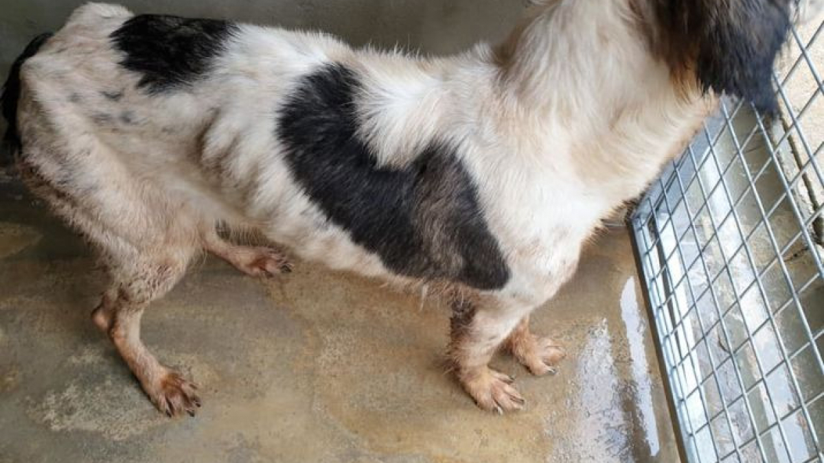 Illustration : "La SPA découvre 17 chiens enfermés dans un squat de 30 m²"