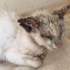 Illustration : Atteint d’une importante gale, un chat est retrouvé aveugle par une sauveteuse