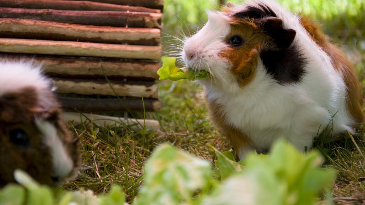 L'alimentation du cochon d'Inde