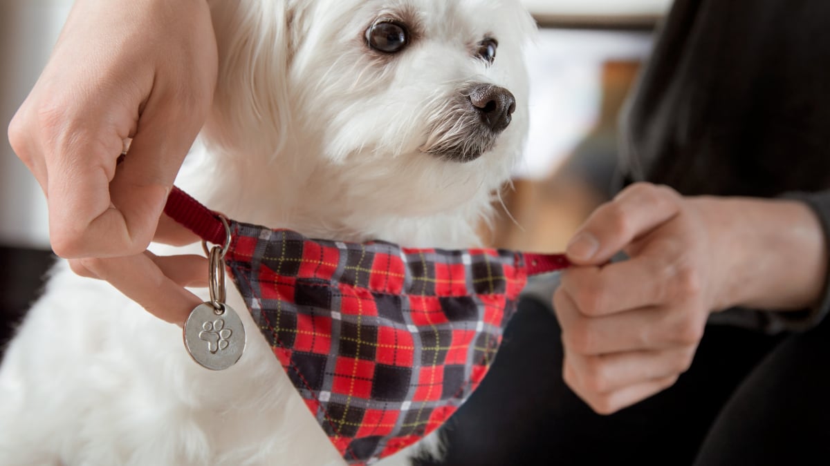 Illustration : "Les meilleurs noms en P pour un chien"