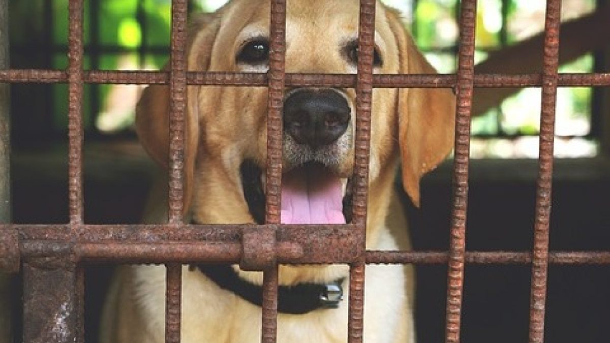 Illustration : "Un refuge sud-coréen accusé d'avoir euthanasié des centaines de chiens"