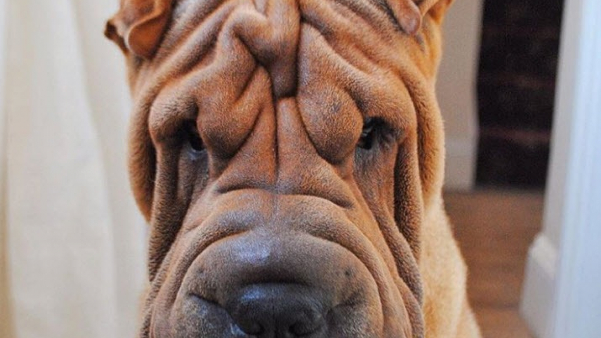 Illustration : "17 photos de chiens Shar-Pei prouvant qu'une peau plissée peut être la plus jolie des choses"