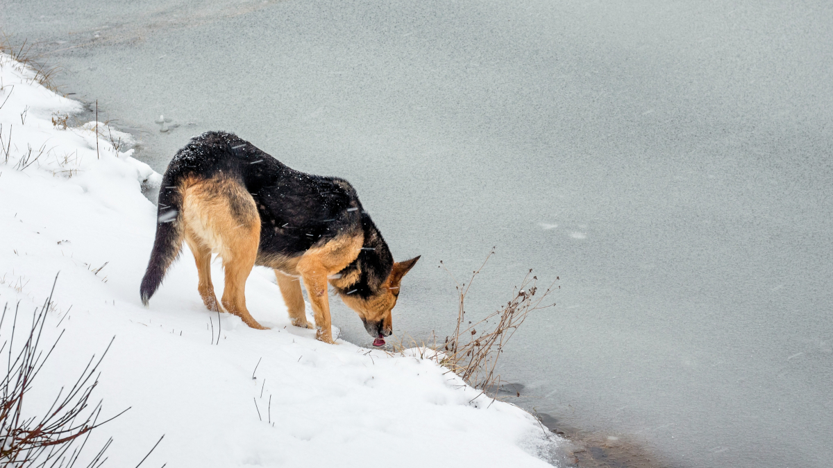 Illustration : "Pourquoi mon chien tousse en hiver ?"