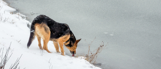 Illustration : "Pourquoi mon chien tousse en hiver ?"