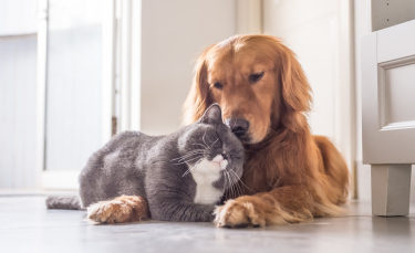 Illustration : "Faire cohabiter mon chien avec un chat"