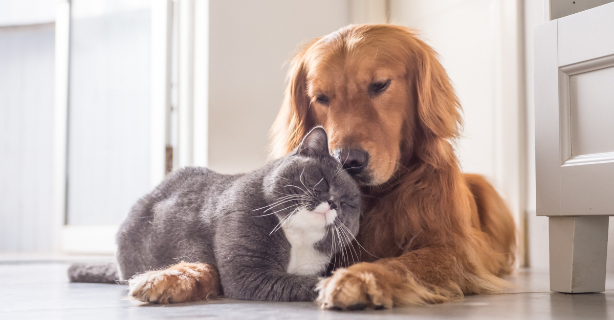 La cohabitation entre chien et chat