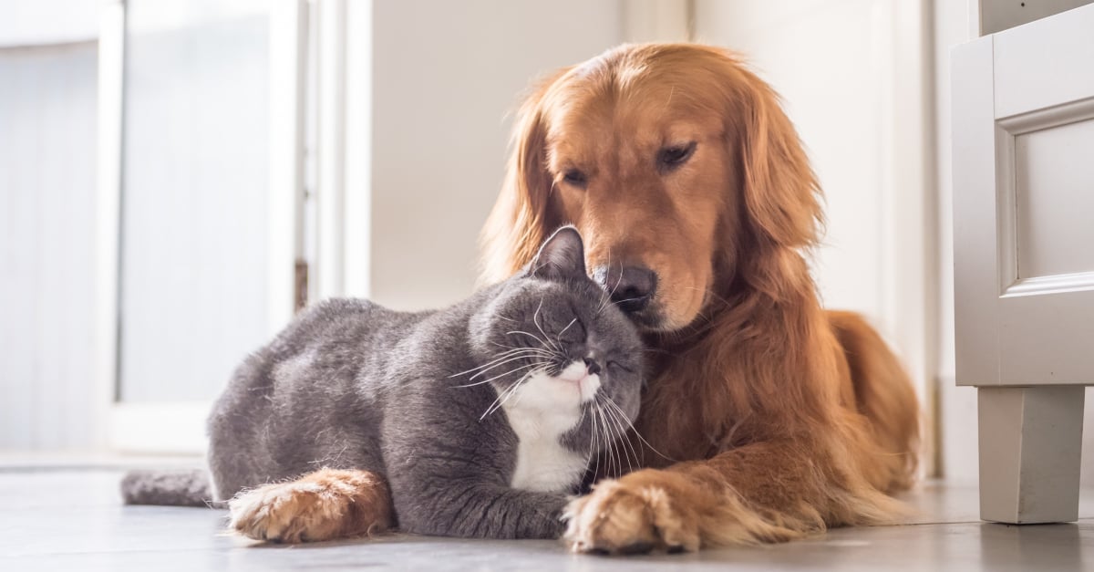 Ne dit-on pas curieux comme un chat?