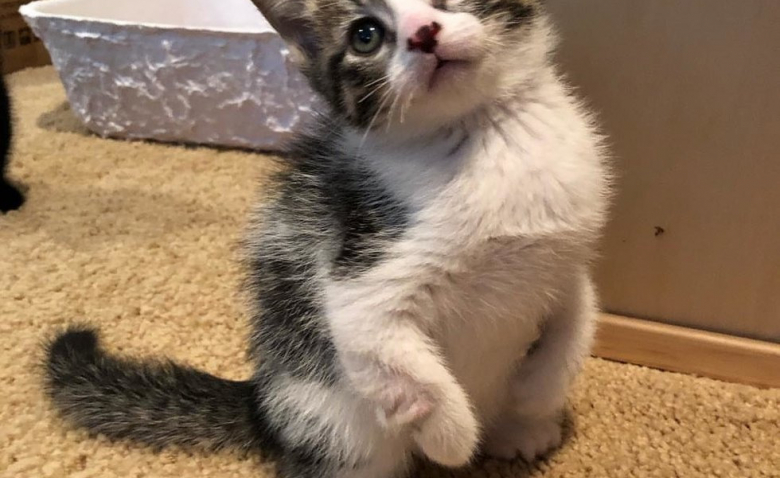 Des Chatons Naissent Avec 6 Orteils Des Pattes Plus Courtes Et Tordues
