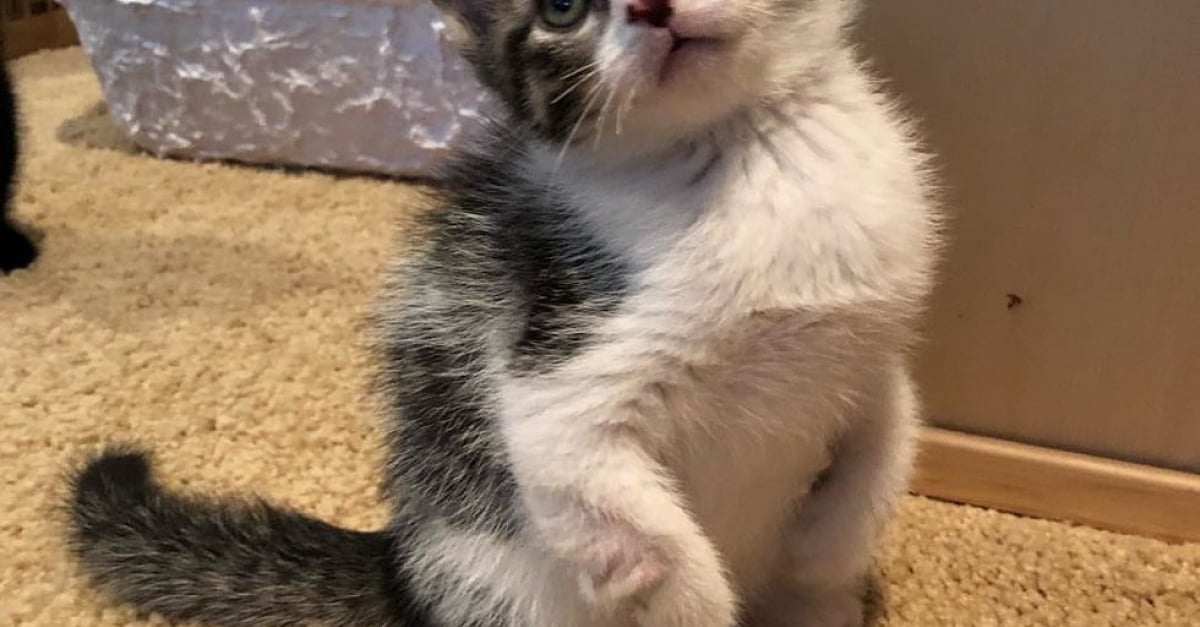Des Chatons Naissent Avec 6 Orteils Des Pattes Plus Courtes Et Tordues Des Chatons Naissent Avec 6 Orteils Des Pattes Plus Courtes Et Tordues