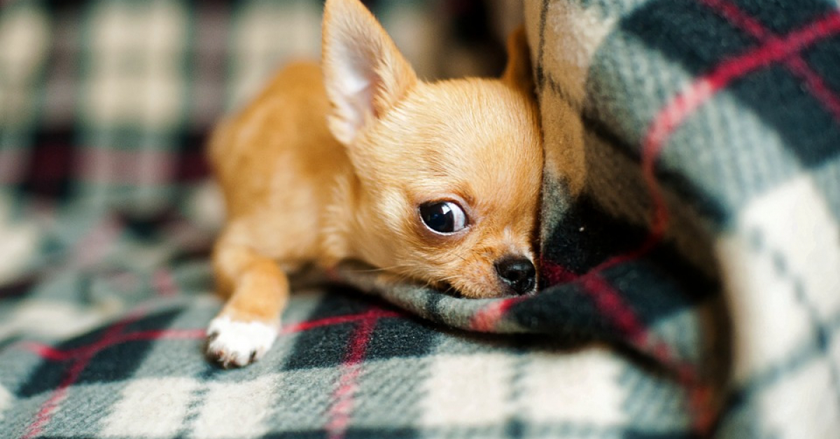 Condamné Pour Avoir Menacé De Mort Son Père Et Poignardé Son