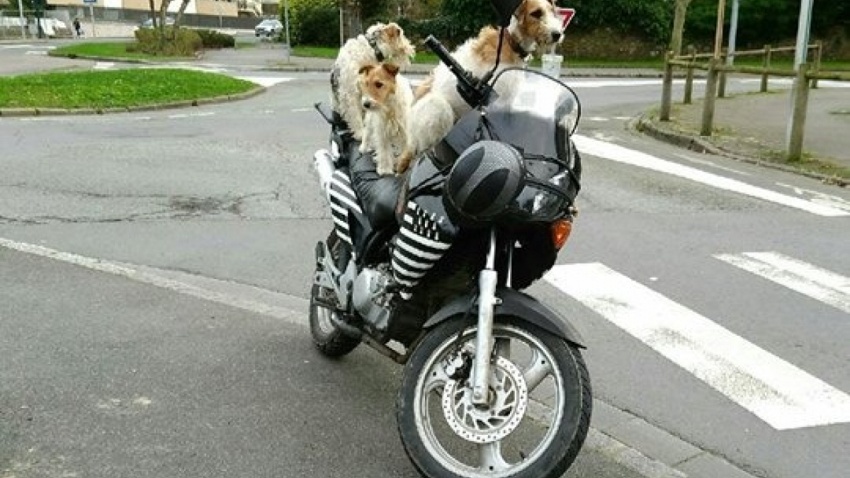 Illustration : "Il se fait arrêter à moto avec 3 chiens, dont un sur le réservoir ! "