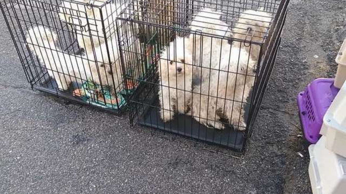 Illustration : "Prise en charge de 9 chiens abandonnés dans des caisses aux portes d'un refuge"